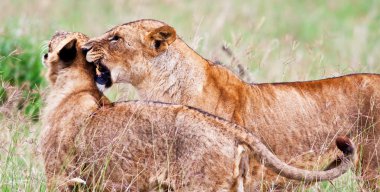 Afrika aslanları Gölü nakuru Milli Park, kenya