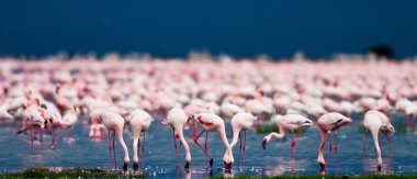 Kenya Nakuru Gölü flamingoları