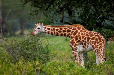 Rotschild's giraffe (Camelopardis Rotschildi) in Lake Nakuru National Park, Kenya clipart