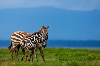 Zebralar Gölü nakuru milli parkta Kenya, Afrika