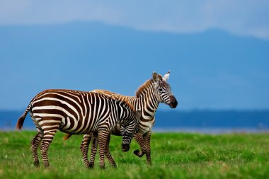 Zebralar Gölü nakuru milli parkta Kenya, Afrika