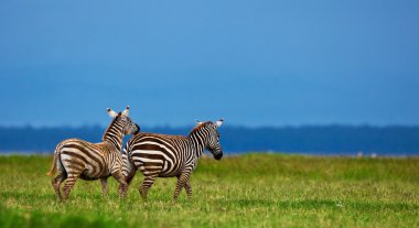 Zebralar Gölü nakuru milli parkta Kenya, Afrika
