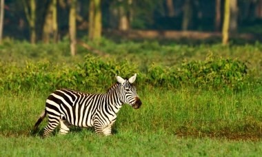 Kenya, Afrika Gölü nakuru milli parkta Zebra