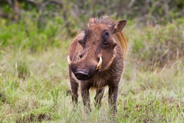 kruger national park, Güney Afrika içinde erkek yaban domuzu