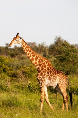 Zürafa (zürafa zürafa) içinde kruger national park, Güney Afrika