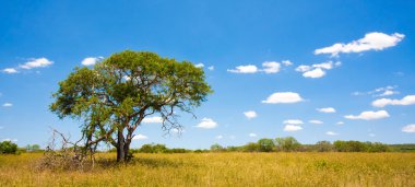 African landscape with blue sky and clouds in Kruger National Park, South Africa clipart