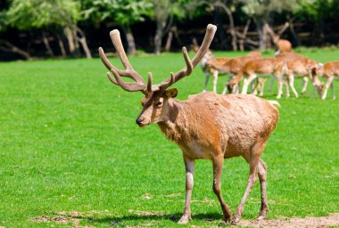 bir alan üzerinde geyik