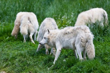 Ormandaki büyük yetişkin kutup kurtları.