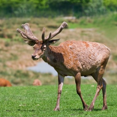 bir alan üzerinde geyik