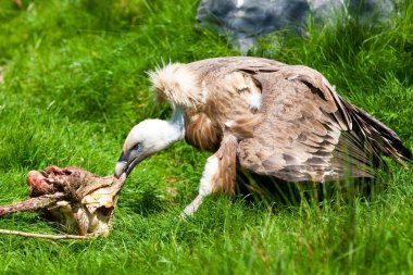 Et yemek Avrupa Kızıl akbaba (Gyps fulvus fulvus)