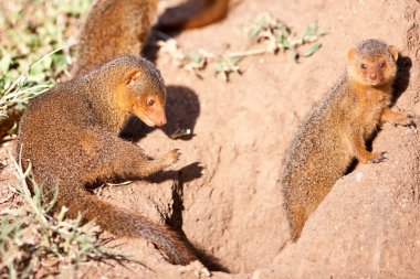 serengeti Ulusal Parkı, Tanzanya içinde cüce Firavun faresi