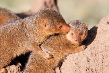 serengeti Ulusal Parkı, Tanzanya içinde cüce Firavun faresi