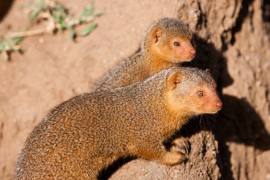 serengeti Ulusal Parkı, Tanzanya içinde cüce Firavun faresi