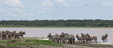 Zebralar Serengeti Milli Parkı, Tanzanya 'da