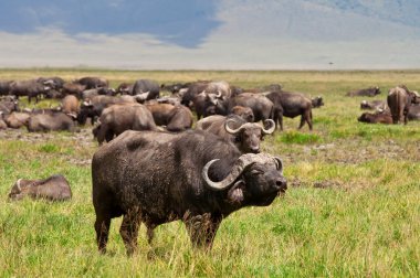 Afrika Bufalo Sürüsü Ngorongoro Krateri, Tanzanya