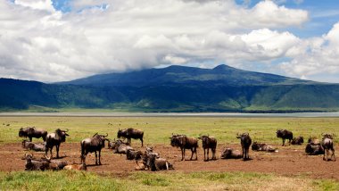 ngorongoro krateri, Tanzanya dramatik bulutlu gökyüzü altında antiloplar