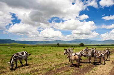 Zebralar Ngorongoro Kraterinde, Tanzanya