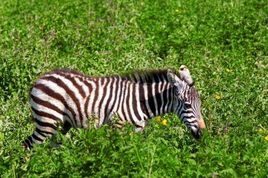 ngorongoro krateri, Tanzanya içinde Zebra