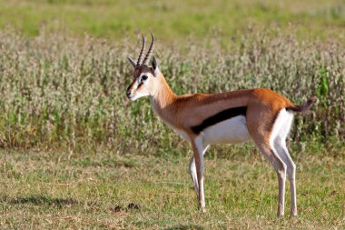 serengeti Ulusal Parkı, Tanzanya içinde erkek grant's ceylan