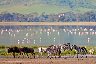 Zebralar ve bir antilop Ngorongoro Krateri 'nde gölün kenarında yürüyorlar, Tanzanya' da, arka planda flamingolar.