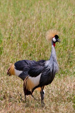 Tanzanya 'daki Ngorongoro Krateri' nde siyah taçlı vinç.