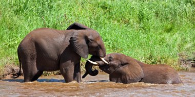 tarangire Milli Parkı, Tanzanya bir nehirde mücadele Afrika filleri