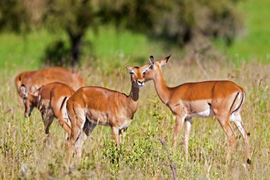 Female impala antelopes, Tarangire National Park, Tanzania clipart