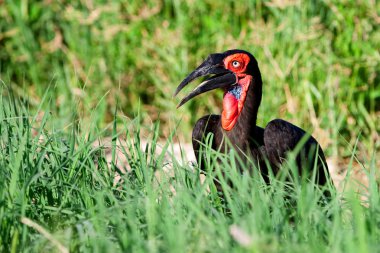Güney kara Kartallar böcekler açık alandaki beslenirler