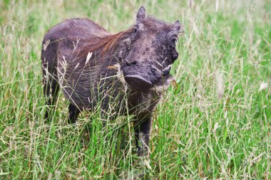 Warthog (phacohoerus aethiopicus) tarangire Milli Parkı, Tanzanya