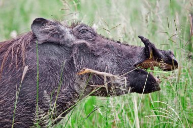 Warthog (phacohoerus aethiopicus) tarangire Milli Parkı, Tanzanya