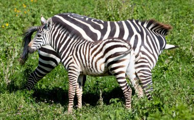 Zebralar Serengeti Milli Parkı, Tanzanya 'da