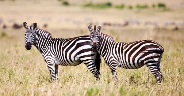 Zebry v národním parku maasai mara, Keňa — Stock fotografie
