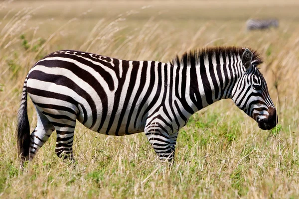 Zebra stepní (equus quagga) na savannah, Masai mara, Keňa — Stock fotografie