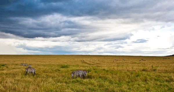 Afrikkalainen maisema myrskyisellä taivaalla ja seeproilla, Maasai Mara, Kenia — kuvapankkivalokuva