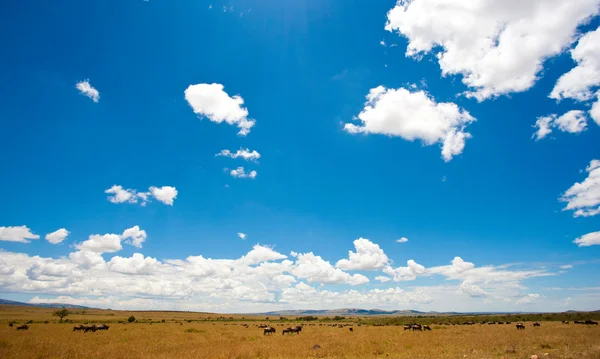 Afrikaanse landschap met gnoes, Masai mara, Kenia — Stockfoto
