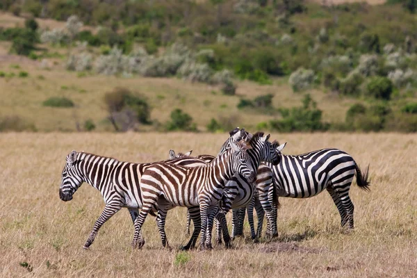 Zebras in the Maasai Mara National Park, Kenya — Stock Photo, Image