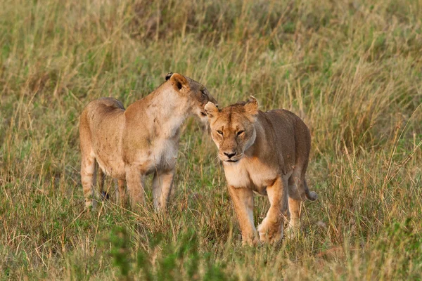 Joven león africano y leona en el Parque Nacional Maasai Mara, Kenia — Foto de Stock