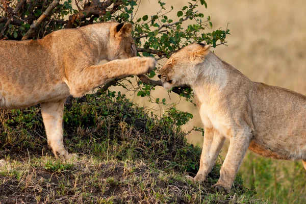 Lwy w parku narodowym maasai mara, Kenia — Zdjęcie stockowe