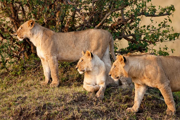 Masai mara Ulusal Parkı, kenya aslan — Stok fotoğraf
