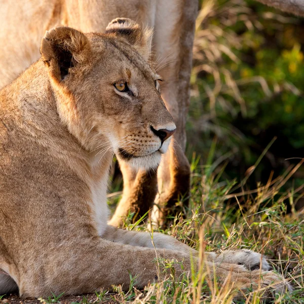 Lwy w parku narodowym maasai mara, Kenia — Zdjęcie stockowe