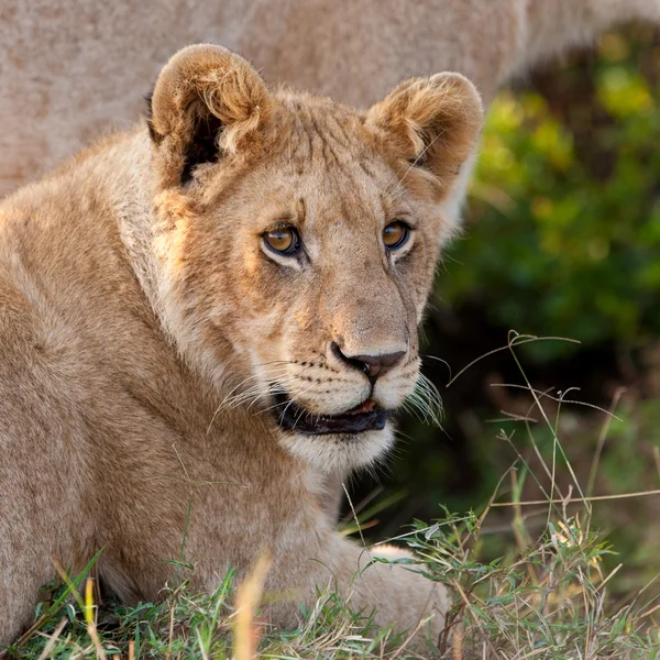 Leoa africana no Parque Nacional Maasai Mara, Quênia — Fotografia de Stock