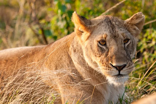 ケニアのマサイマラ国立公園のアフリカの雌ライオン — ストック写真
