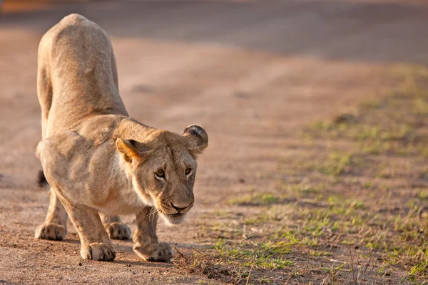 Африканська левиця в Національному парку Масаї Мара (Кенія). — стокове фото