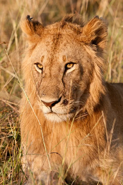 Leoa africana no Parque Nacional Maasai Mara, Quênia — Fotografia de Stock