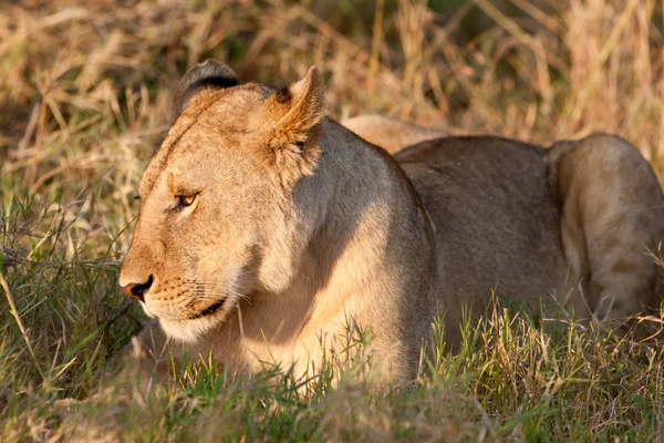 African Lioness in the Maasai Mara National Park, Kenya — Stock Photo, Image