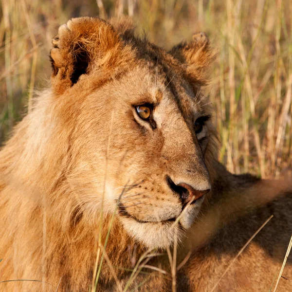 ケニア マサイマラで男性のアフリカのライオン — ストック写真