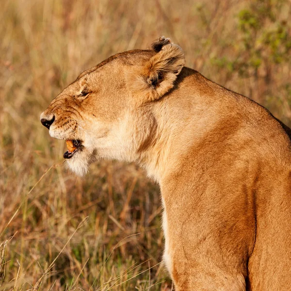 Африканский лев в Масаи Мара, Кения — стоковое фото