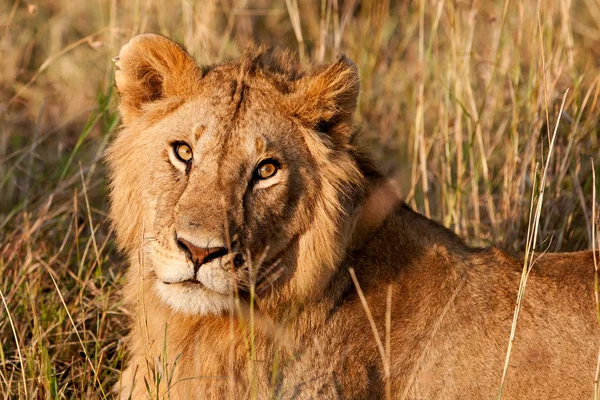 Mannelijke Afrikaanse leeuw in de Masai mara, Kenia — Stockfoto