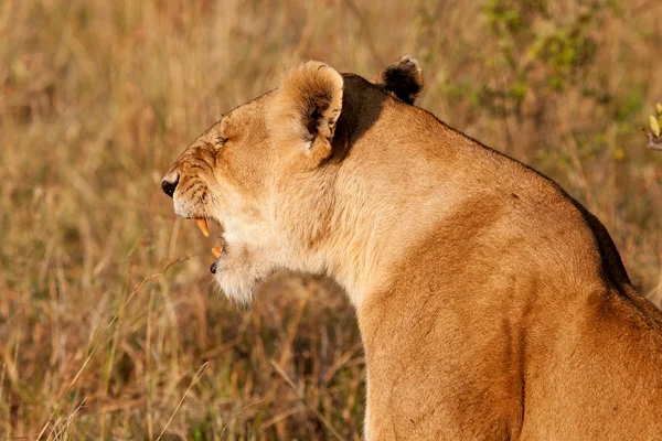 León africano en el Maasai Mara, Kenia —  Fotos de Stock