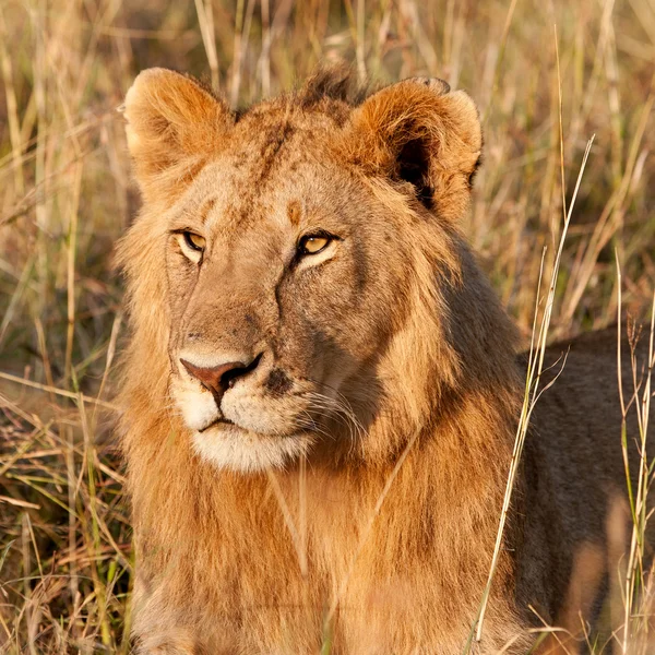 A maszáj Mara, Kenya-férfi afrikai oroszlán — Stock Fotó